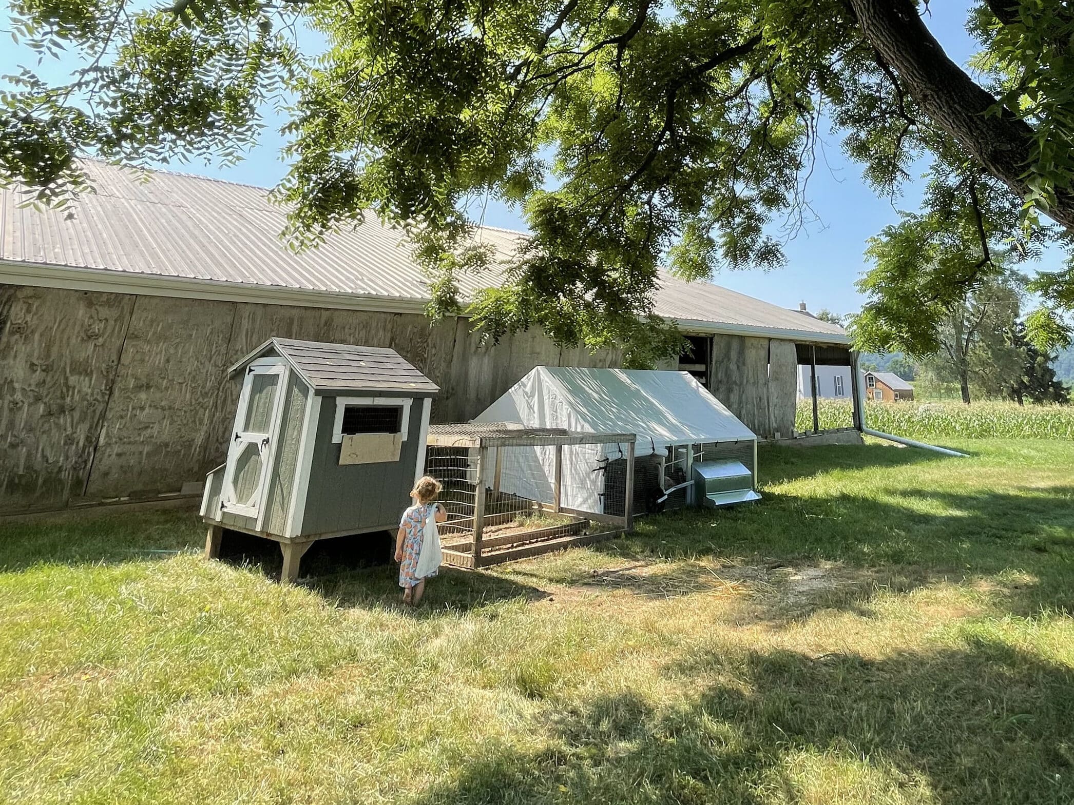How Often to Clean a Duck Coop Happy Farmer