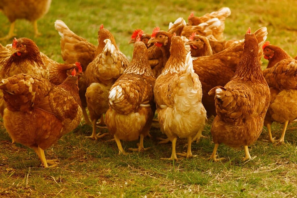 can chickens eat apple pie