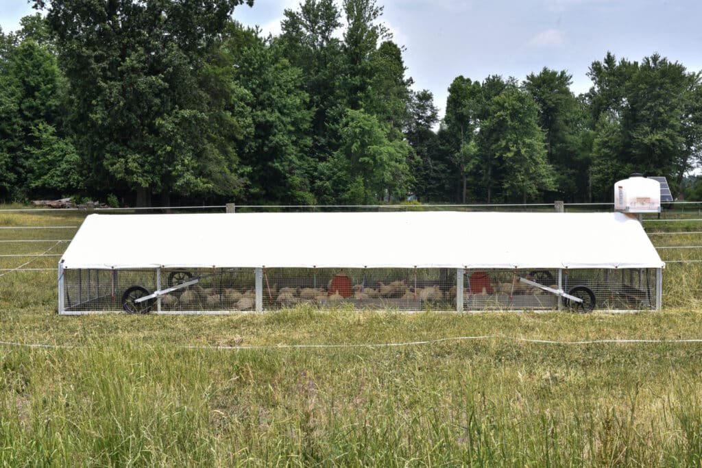 Broiler Chicken Coops Raise A Healthy And Happy Flock