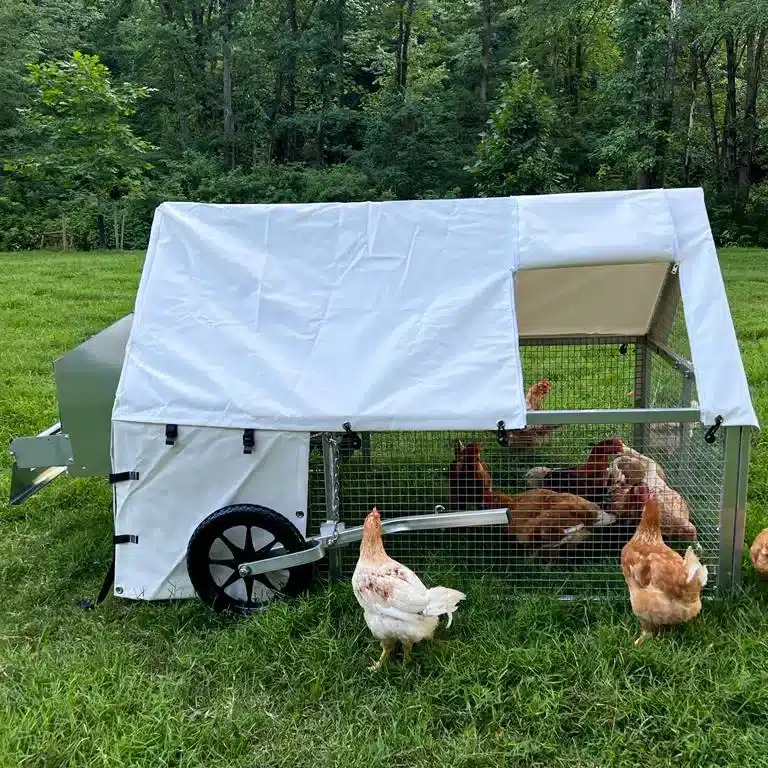 Chicken Coop For 8 Chickens Spacious Coop For Your Birds