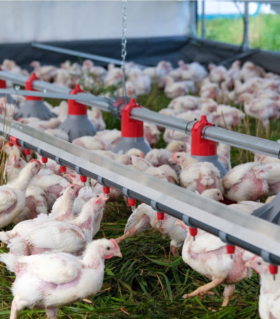 automated waterer for chicken barn