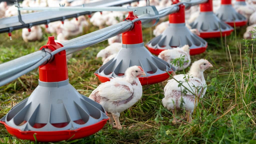 pastured chicken barns